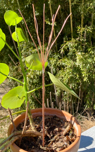 Potted plant with long, thin leaves and copper antenna in garden setting 