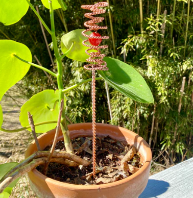 Potted plant with a decorative spiral stake in a garden setting
